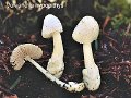 Volvariella hypopithys-amf1932-1